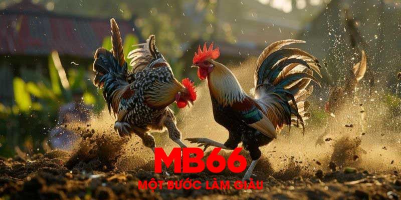 Cách tham gia và trải nghiệm đá gà tại MB66